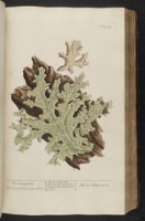 Flickr image:A curious herbal - Plate 335