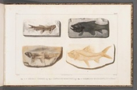 Flickr image:Recherches sur les poissons fossiles ... - Tab 60 a