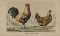 Flickr image:Illustrated series of rare and prize poultry including comprehensive essays upon all classes of domestic fowl - Plate [7]