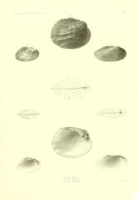 Flickr image:Journal of the Academy of Natural Sciences of Philadelphia. - Pl. 49