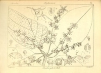 Flickr image:Icones plantarum Indiae Orientalis - Plate 487